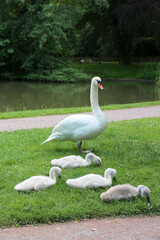 white swans family on the grass near water