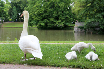 white swans family on the grass near water - 729371226
