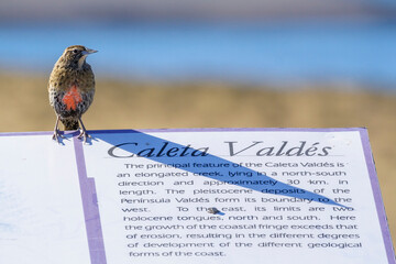 Langschwanz-Soldatenstärling (Sturnella loyca) sitzt auf Informationstafel, Halbinsel Valdes,...