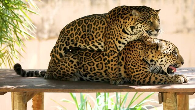Rare video of a house of jaguars copulating