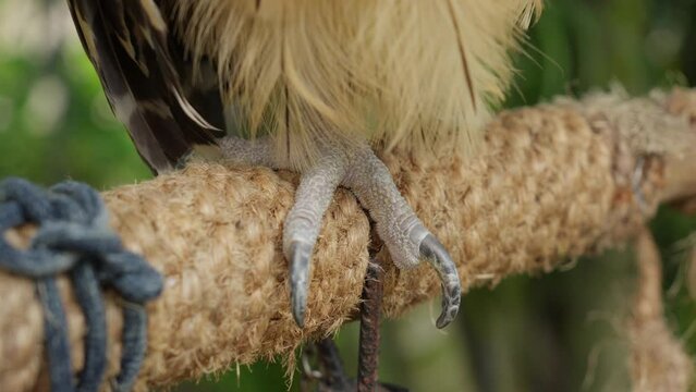Claw of buffy fish owl or Ketupa ketupu hangs on natural fiber woven stick in aviary