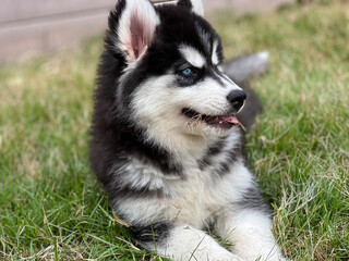 siberian husky puppy © JU.LU.SI