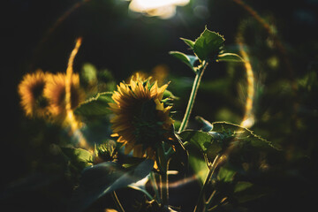 Helianthus Annuus blooming simultaneously in the morning.
Helianthus Annuus are yellow, the petals...