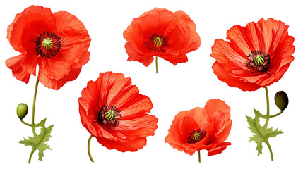Obraz premium Poppy Collection: Vibrant Flowers, Essential Oil Design Elements, and Delicate Buds for Summer Garden Projects - Isolated on Transparent Background