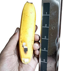 ripe yellow banana measured by measurement tape, comparable to man penis size as short, small medium, average, long, large size and extra large size