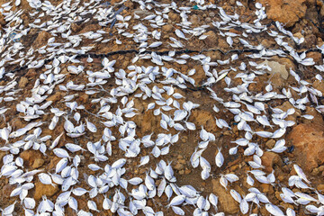 Stack of small fish dried in the sun by local fishermen to make salted fish.