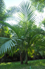 folhas de palmeira 