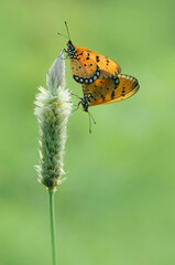 Mating butterfly on a flower