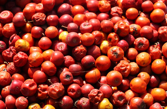 Heap of Red Indian jujube also known as Chinee apple, Chinese apple, jujube, Indian plum, masau, ber, cottony jujube, dungs Red fruits on a white background.