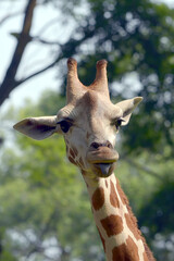 Close-up photo of an African giraffe
