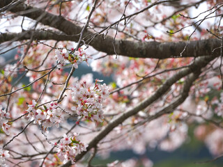 春の訪れを感じる満開の桜
