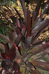 planta roxa ornamental 