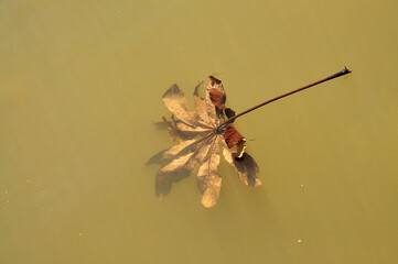 folha seca no lago 