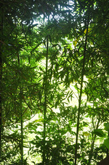 Obraz premium bambús 