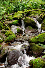 A mountain stream flows over stones in a forested tropical area.