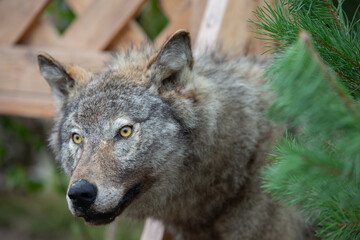 Stuffed wolf against a green background. Animal taxidermy.