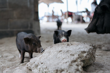 Two playful piglets interact near a large rock on a sandy beach with a black pig in the background.
