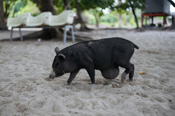 A black pig bearing a noticeable tumor on its abdomen roams a sandy beach.
