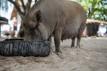 Fototapeta premium Big black pig drinking water on sandy beach.