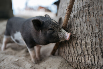 A black piglet itches against a tree bark on a tropical beach.