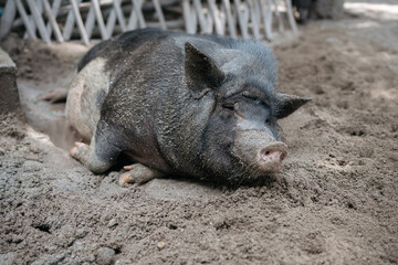 A relaxed black pig takes a comfortable rest in the sand, cooling off in the shade.