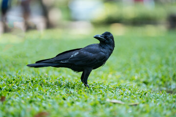 Portrait of black crow standing on grass in park.