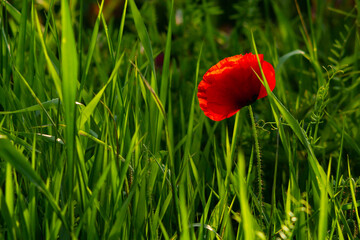 Red poppy in a field meadow of green grass bathed in sunlight