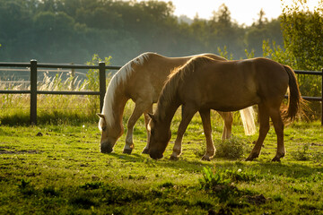 Two beautiful horses nibbling grass in the sunlight © Pawel