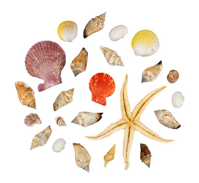 round composition of seashells