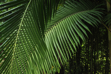 folhas de palmeira real 