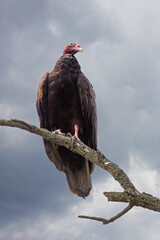 Turkey Vulture Waiting for the Storm