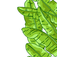 Pattern with banana palm leaves. Decorative image of tropical foliage and plants.