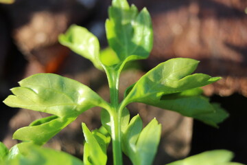 Fototapeta na wymiar A close up of a plant