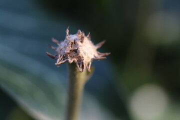 A close up of a flower