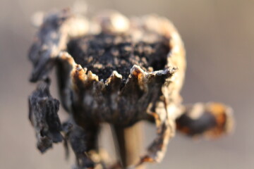 A close-up of a person