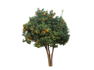Arnce tree plant with a warm climate-