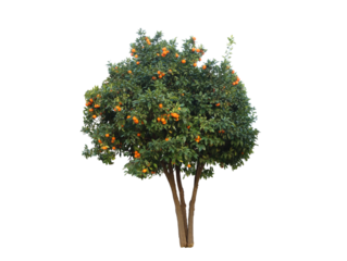Arnce tree plant with a warm climate-