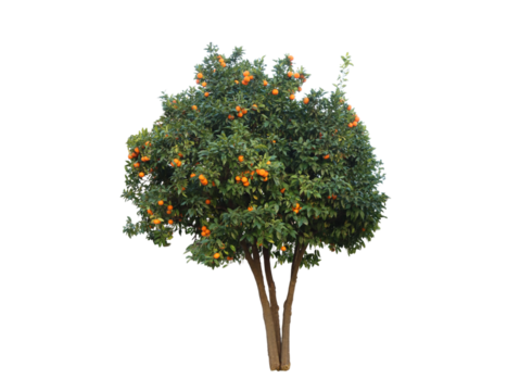 Arnce tree plant with a warm climate-