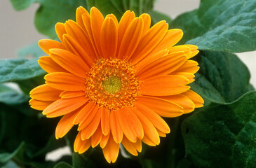 Gerbera jamesonii , Gerbera