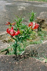 Gloriosa minor , Gloriosa mineure