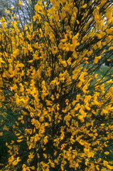 Genét à balais, Cytisus scoparius
