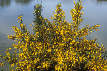 Fototapeta premium Genét à balais, Cytisus scoparius