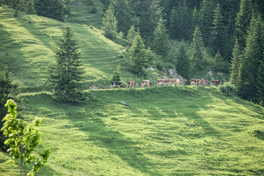 Cows walking along mountain slope of trees and grass. Achenkirch, Austria