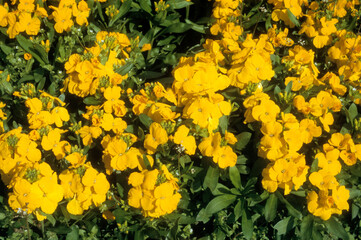 Cheiranthus cheirii 'Cloth of Gold' , Giroflée ravanelle