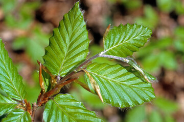 Fagus sylvatica, Hêtre