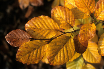 Fagus sylvatica, Hêtre