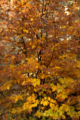 Fagus sylvatica, Hêtre