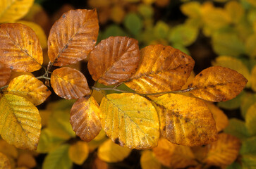 Fagus sylvatica, Hêtre