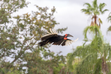 Graceful flight of a Southern Ground Hornbill (Bucorvus leadbeateri), capturing the essence of freedom and untamed wilderness