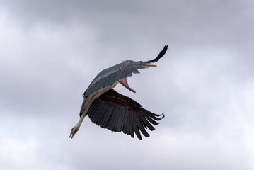Graceful Marabou Stork (Mycteria americana) takes flight, showcasing its impressive wingspan and elegant aerial movements